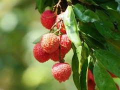 東莞荔枝上市時間定了 總產(chǎn)量預(yù)計(jì)3萬噸